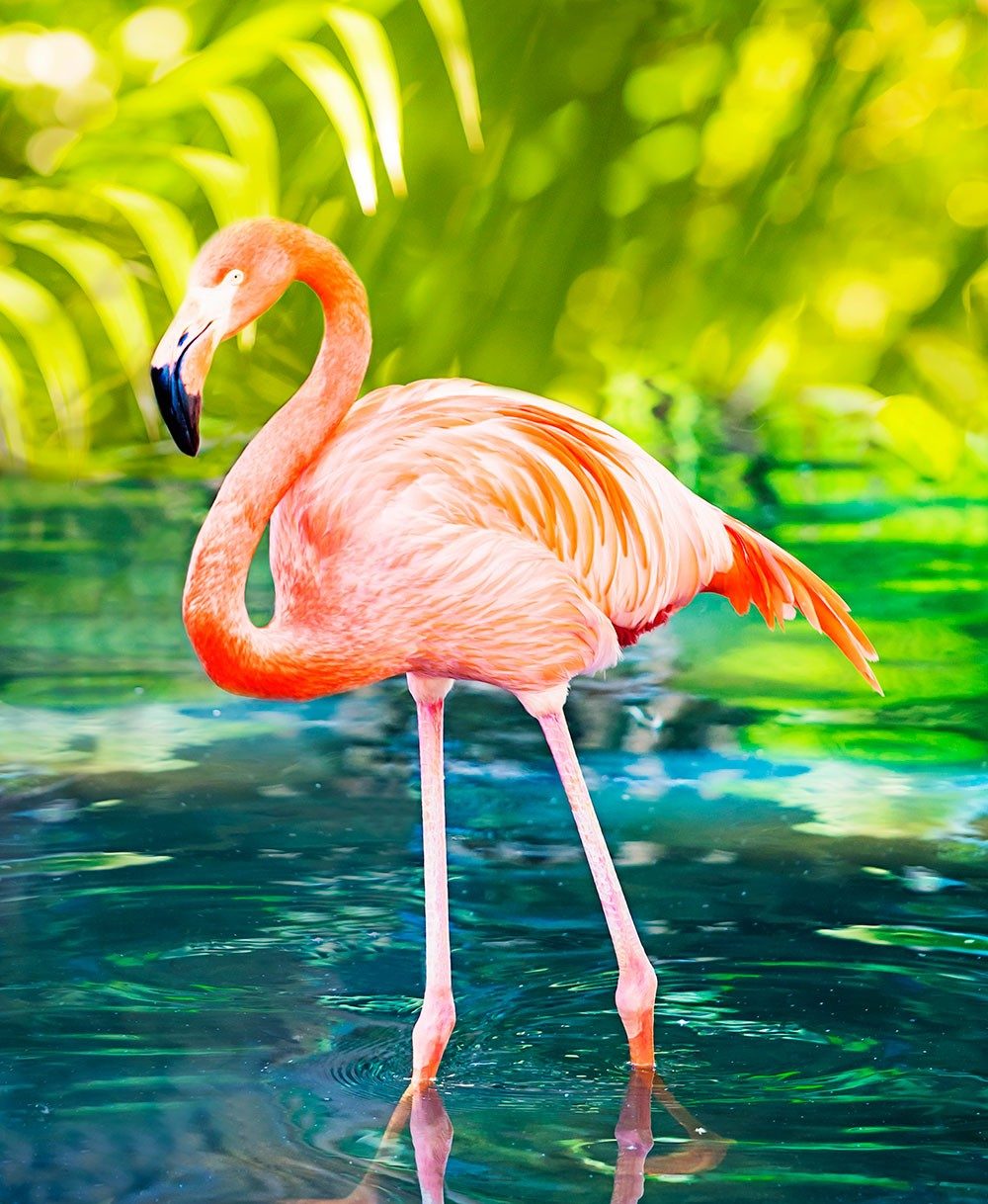 Flamingo