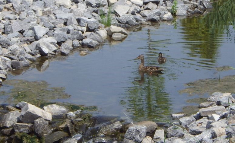 Ducks in brook near the wooded area (summer 2017).