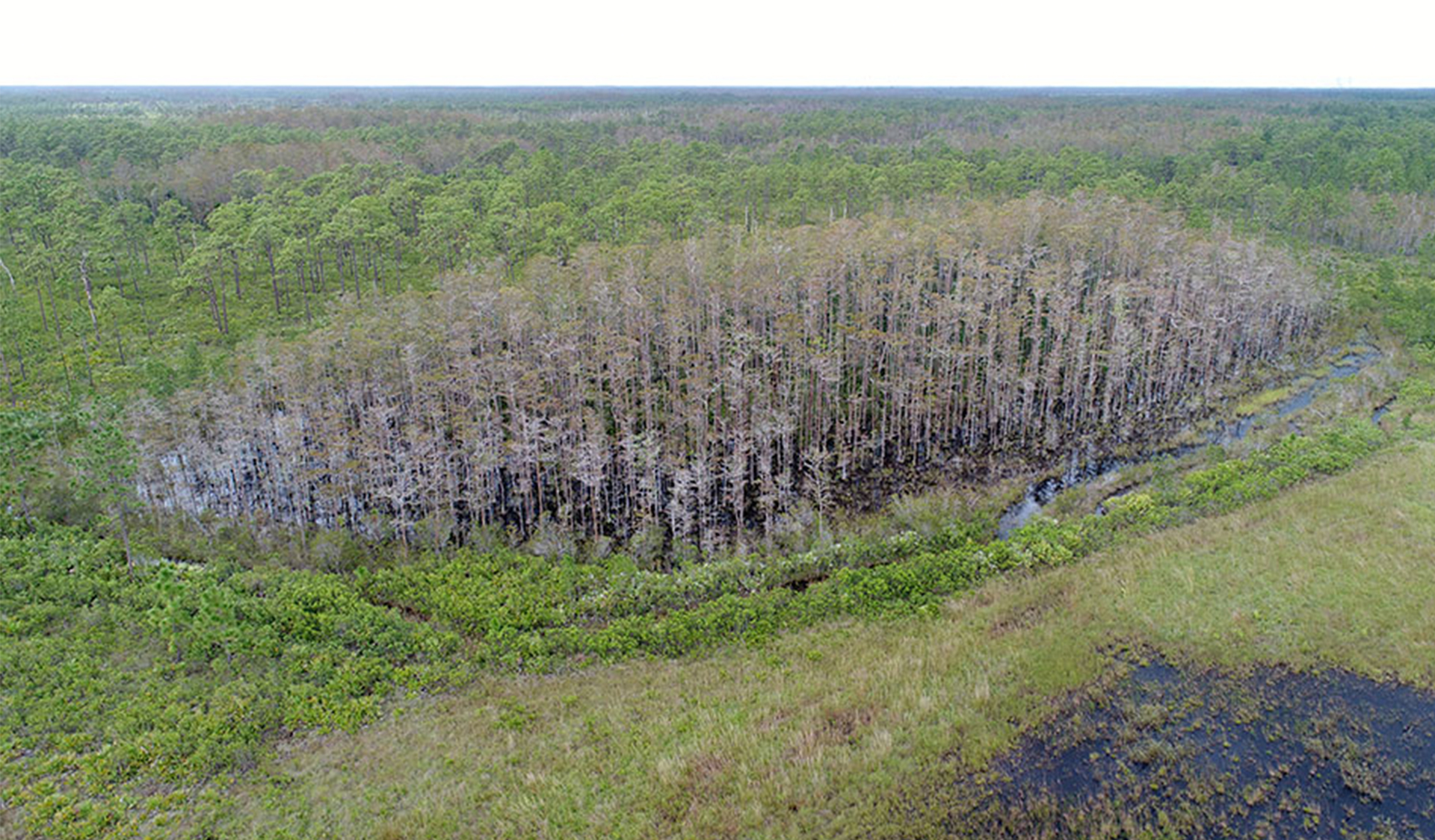 Little Creek Florida Wetlands Mitigation Bank